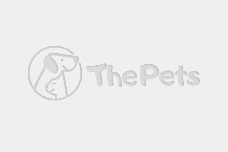 Pet Supplies Plus -  Chicago, Illinois, Chicago